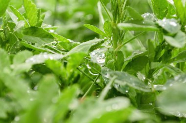 Su damlalı yaprakların yakın çekimi, makro fotoğraf.