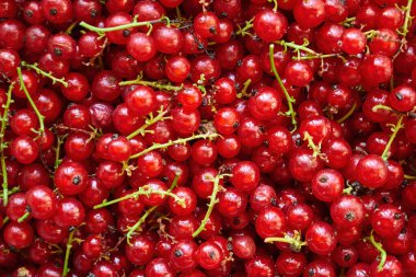 Olgun ve taze kuşüzümü, ekşi meyve.