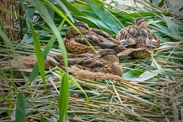 Patos Salvajes Nido Familia Mallardos —  Fotos de Stock