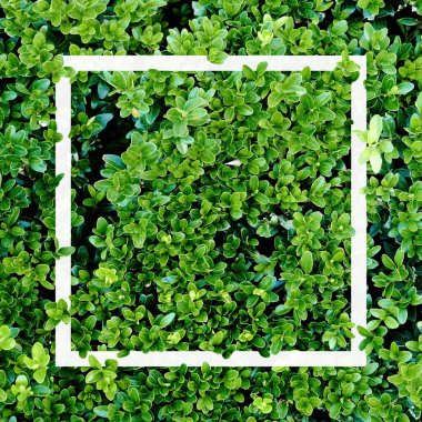 Beyaz çerçeveli güzel çiçek deseni.