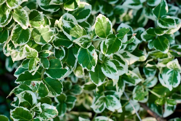 Fondo Follaje Verde Textura Foto Alta Calidad — Foto de Stock