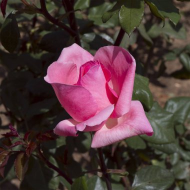 GERÇEK Pembesi GÜLÜ.