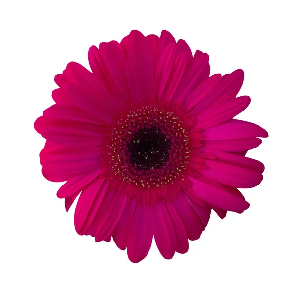 Roze bloem gerbera. — Stockfoto