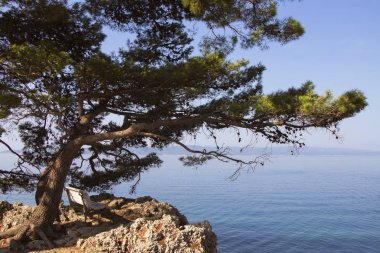 Hırvatistan 'ın Adriyatik Denizi yakınlarındaki çam ağacının altındaki beyaz bank