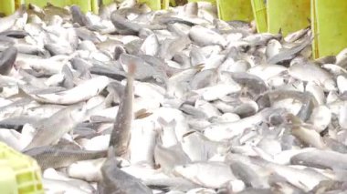 A Pile of Fresh Seafood Delight