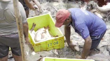 Fishing in Action - Freshly Caught Fish in a Tub