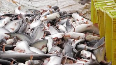 Bounty of the Sea - A Glimpse into the World of Commercial Fishing