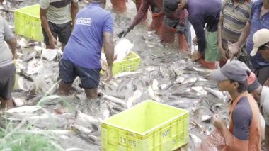 Vibrant Fish Market Thrumming with Activity