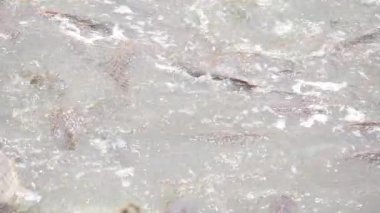 Thriving Fishing Industry - Navigating the Waters of Sustainable Aquaculture