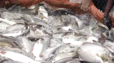 Vibrant Aquatic Bounty - A Fishy Delight in Motion