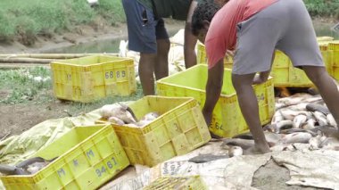 Hands in Action - Sorting Fishes in Crate Line