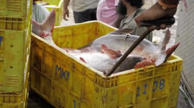 Freshly Caught Fish - The Ultimate Source for Quality Seafood