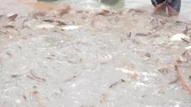 Vibrant Aquatic Scenery - A Thriving Fish Population