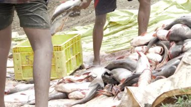 Unveiling the Bounty of the Seas - A Journey into the World of Commercial Fishing in India