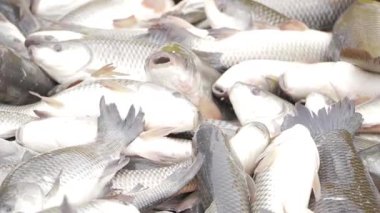 Vibrant Ocean Harvest - A Fresh Look at Commercial Fishing in India