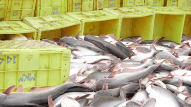 Organized Fresh Fish Cargo in Green Storage Boxes