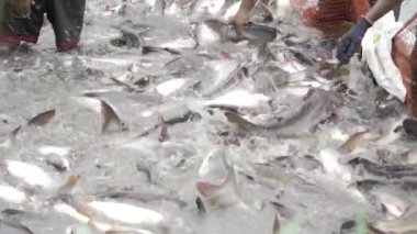 Unraveling the Mystery of the Fish Beneath the Waves - A Journey into the World of Commercial Fishing