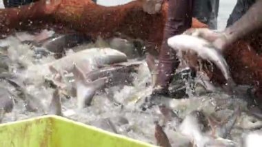 Vibrant Aquatic Harvest - The Thrill of Commercial Fishing in India