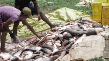 Freshly Caught Fishes - A Man's Triumph in the Wild
