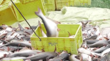 A Bountiful Harvest - The Thriving World of Commercial Fishing in India