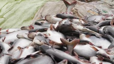 Vast Fish Harvest - A Glimpse into the Bounty of Aquatic Produce