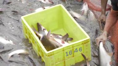 Captivating Capture - A Box of Fluttering Fish