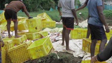 Fishing Team Collects Fresh Caught Fish in Yellow Crates
