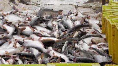 Bountiful Catch - A Feast of Fresh Seafood