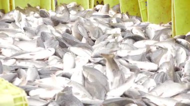 Bounty of the Sea - A Glimpse into the World of Commercial Fishing in India