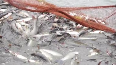 Bounty of the Sea - A Plentiful Catch in Action