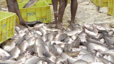 Untouched Bounty - A Plenitude of Fresh Fish