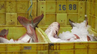 Fresh Fish - Sustainable Seafood Delight in Ice-Cold Crate