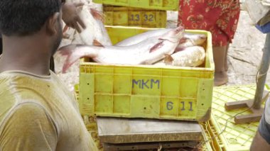Freshly Caught Fish in MKM Boxes Ready for Market