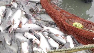 Discover the Bounty of the Seas - A Look Inside a Commercial Fishing Net