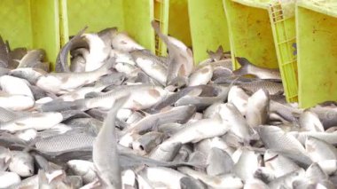 Bountiful Harvest - A Visual Feast of Fresh Seafood