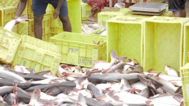 Fresh Catch - The Ultimate Guide to India's Thriving Commercial Fishing Industry