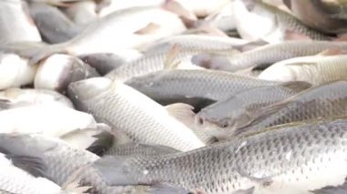 Organized Chaos - A Fish Market's Colorful Array