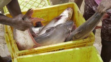 Fresh Fish Auction - Seafood Delight