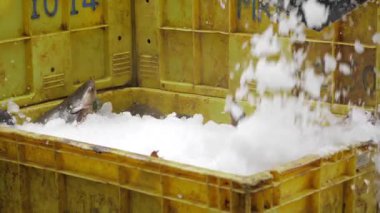 Fresh, Ready-to-Cook Fish in a Sturdy Box - A Culinary Delight