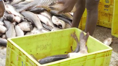 Organic Seafood Bounty - Fresh Catch in Bins