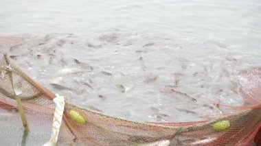 Bounty of the Sea - A Feast of Fishing Net Abundance