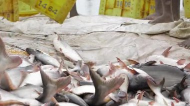 A Feast of the Sea - A Bountiful Display of Freshly Caught Fish