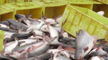 Vibrant Scenes of Sustainable Seafood Collection