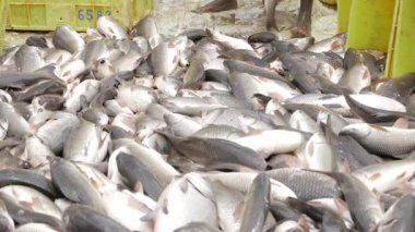 Exploring the Bounty of the Sea - A Journey into the World of Commercial Fishing in India