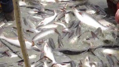 Thriving Aquatic Life - A Close-Up Look at the Masses of Fish in the Water