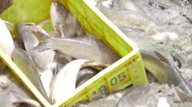 Freshly Caught Seafood in Yellow Crates