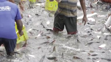 Thriving in the Water - A Deeper Look at Commercial Fishing in India