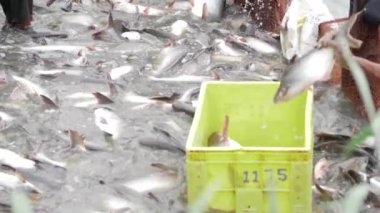 Vibrant Aquatic Harvest - Sustainable Commercial Fishing in India