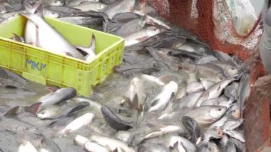 Fresh Fish Harvest in Action - Hand reaching for a fish in a yellow crate