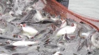 Fishing Expert's Hand Reeling Fresh Catch in the Ocean